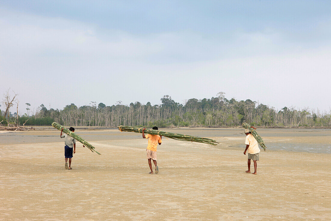 Villagers carrying bamboo across Balu Dera Beach, Baratang, Middle Andaman, Andamans, India