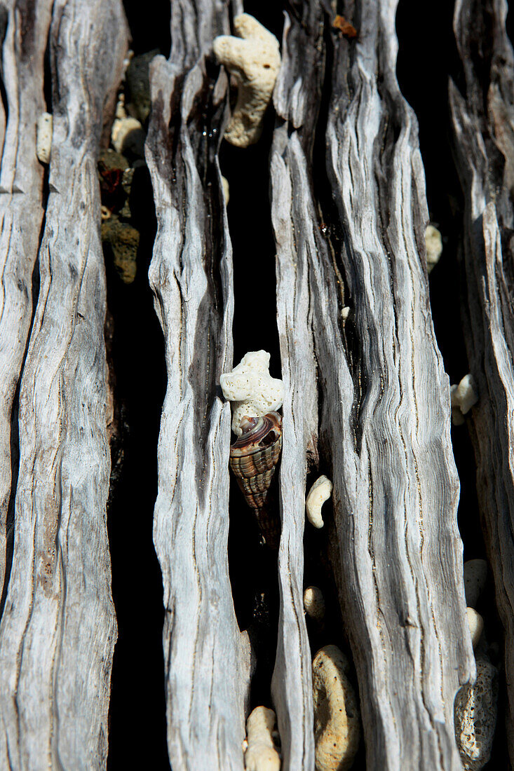 Nahaufnahme von einem ausgewaschenen Baumstamm am Lalaji Bay, Long Island, Middle Andaman, Andamanen, Indien