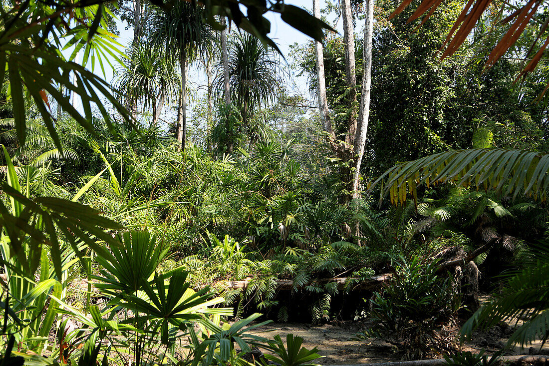 Weg zur Kalksteinhöhle durch den Regenwald, Bharatang, Middle Andaman, Andamanen, Indien