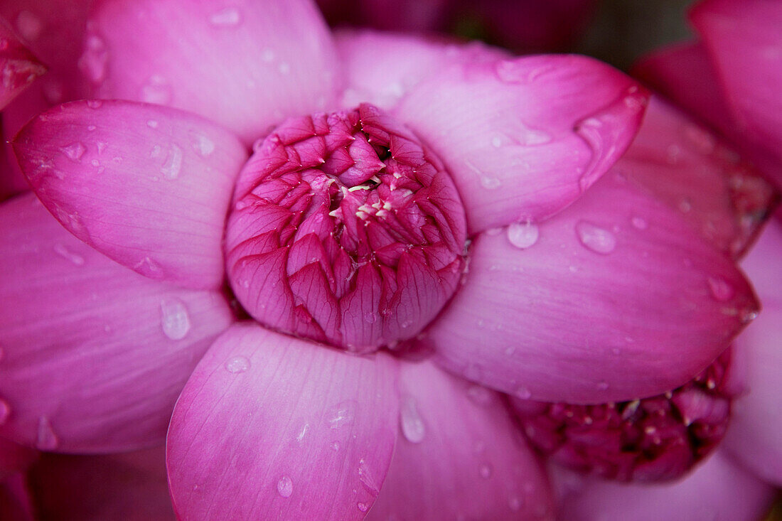 Lotusblüte mit Wassertropfen, Colombo, Sri Lanka, Asien