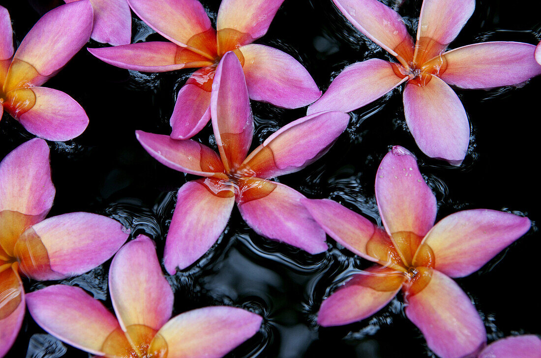 Rosa Frangipaniblüten im Wasserschale, Colombo, Sri Lanka, Asien