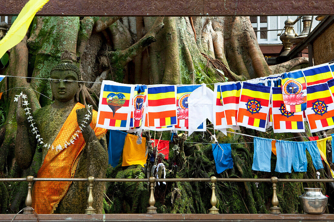 Buddhastatue vor einem heiligen Bodhi Baum im Gangaramaya Tempel, Colombo, Sri Lanka, Asien