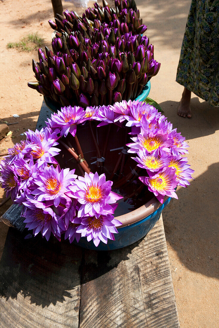 Lotusblüten als Opfergaben werden vor der Ruvanveli Dagoba verkauft, Maha Vihara Tempel, Sacred City, Anuradhapura, Sri Lanka, Asien