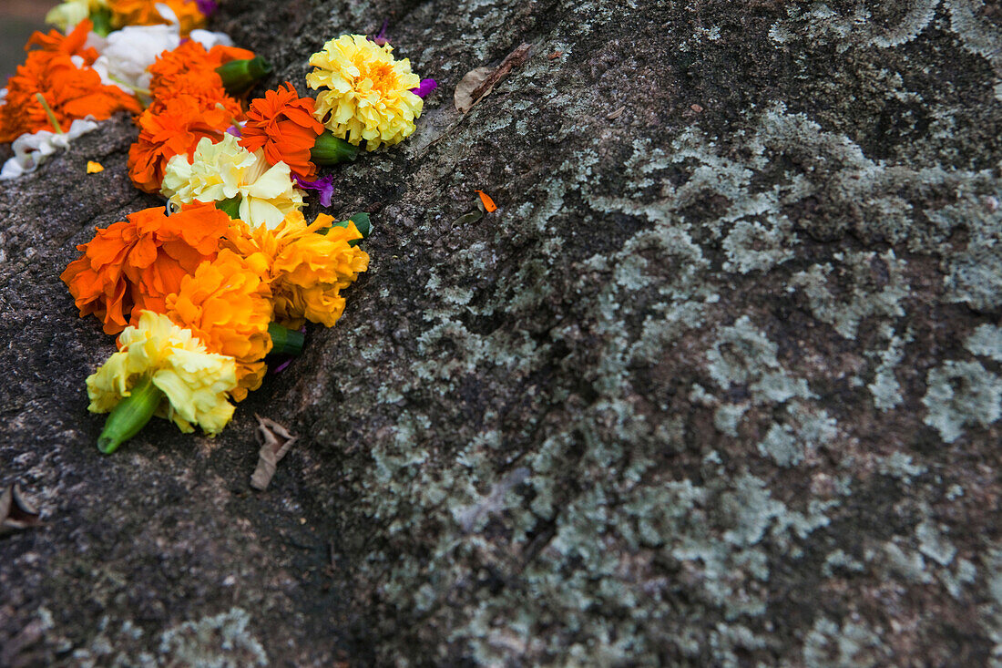 French marigold as offerings, mountain monastery of Mihintale, Sri Lanka, Asia