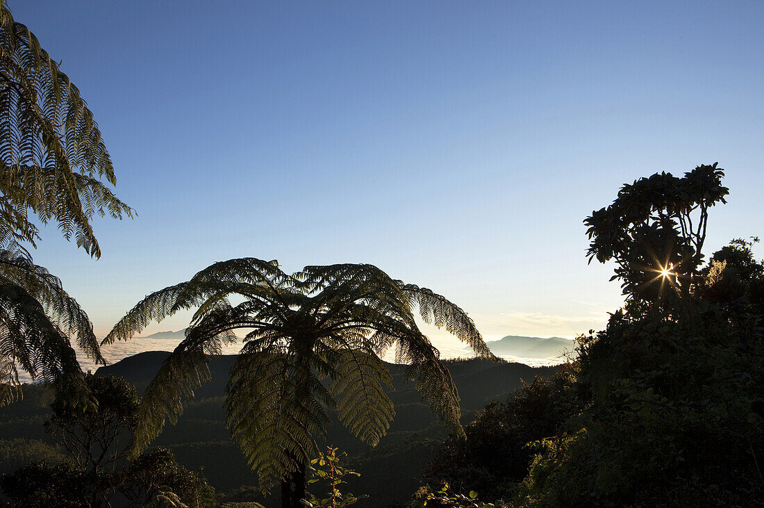 Sonnenaufgang im Nebelwald zwischen Baumfarnen und Rhododendron, Horton Plains Nationalpark, Nuwara Eliya, Sri Lanka, Asien