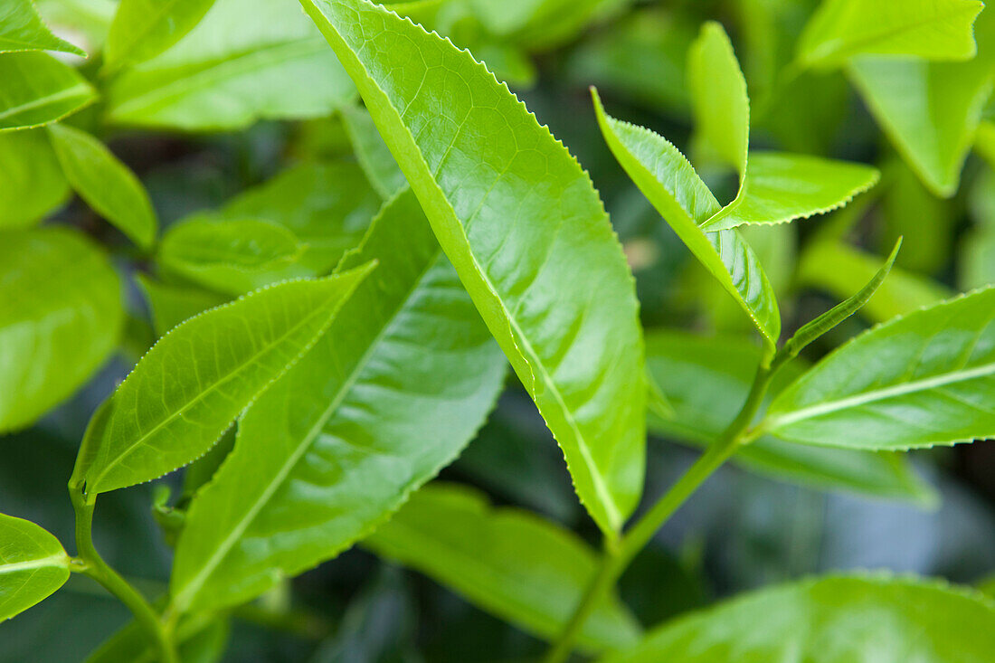 Close up of a tea bush, tea growing area, Ella, Highland, Sri Lanka, Asia