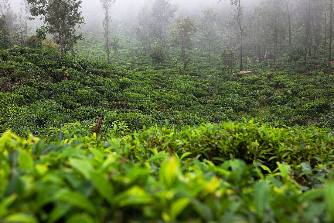 Teeplantage im Nebel in einem Teeanbaugebiet, Ella, Hochland, Sri Lanka, Asien