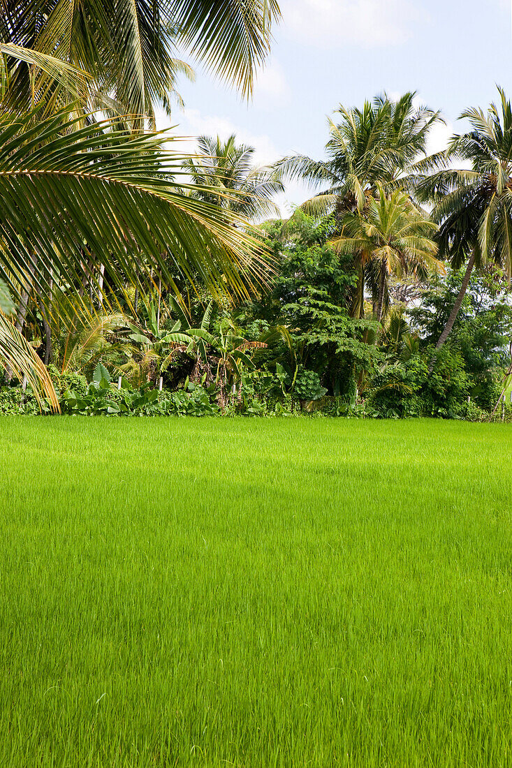 A palm-lined rice field, Tissamaharama, Sri Lanka, Asia