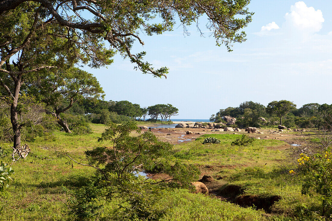 Landscape with trees and seaview, Yala National Park, Sri Lanka, Asia
