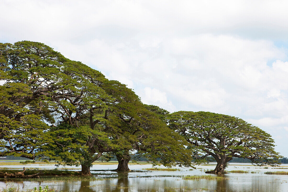 View upon old trees in the Tissa Wewa, an artificial lake from ancient times, Tissamaharama, Sri Lanka, Asia