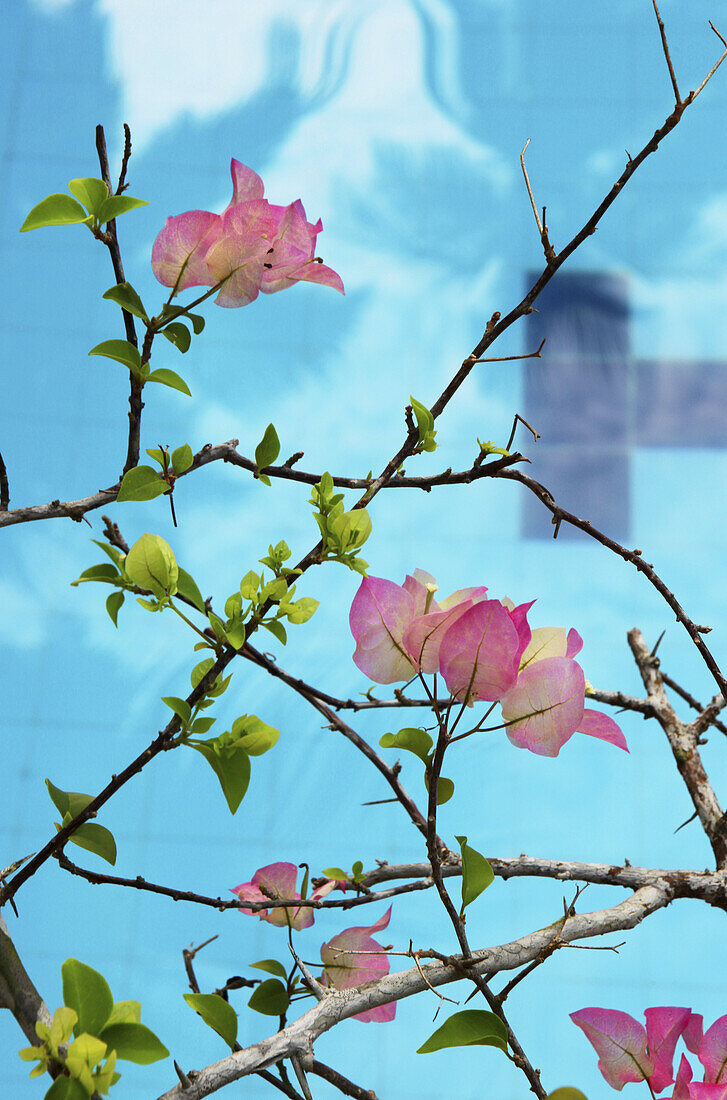 Bougainvillea am Pool des Surya Lanka Ayurveda Beach Resort, Talalla, Matara, Südküste, Sri Lanka, Asien