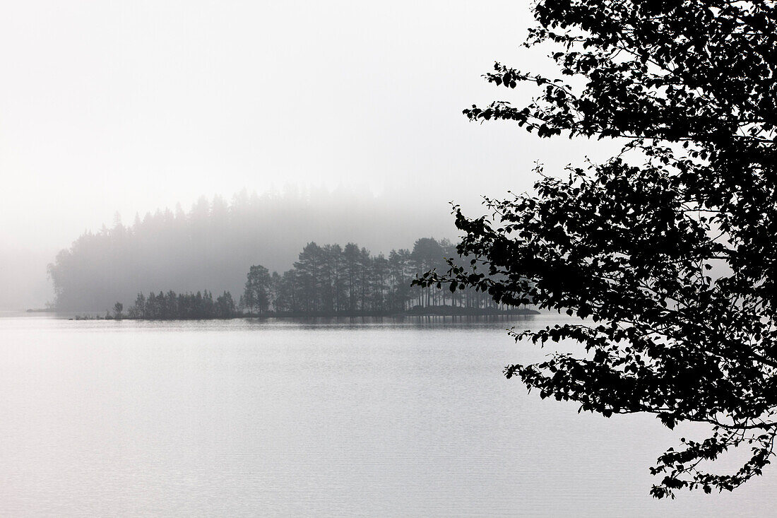 Baum und Insel im Nebel, See von Trehörningsjö, Västernorrland, Schweden, Europa