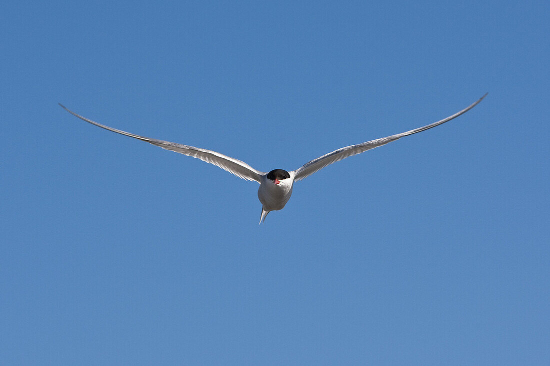 Fliegende Seeschwalbe, Högbonden, Höga Kusten, Västernorrland, Schweden, Europa