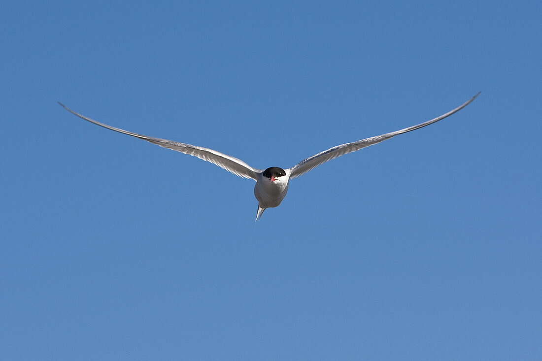 Flying arctic tern, Högbonden, Höga Kusten, Vaesternorrland, Sweden, Europe