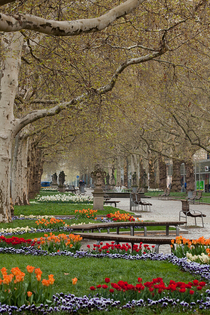 Promenade with alley of plane trees, sycamore trees and tulips in Spring, park, Dresden, Saxony, Germany