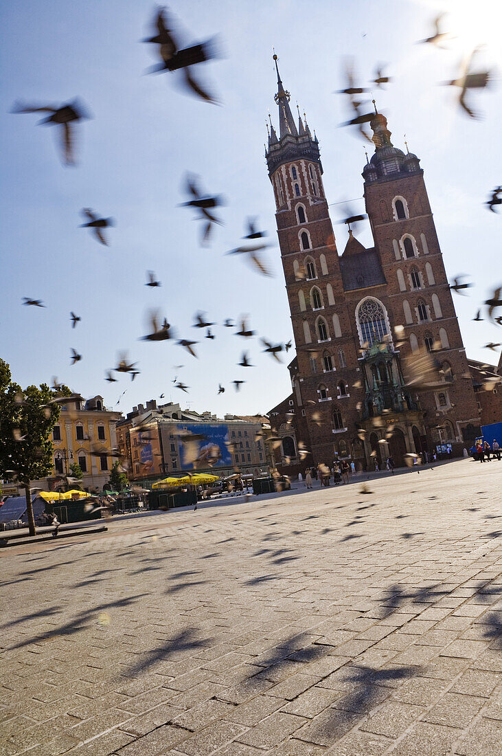 Taubenschwarm fliegt vor der Marienkirche, Krakau, Polen, Europa