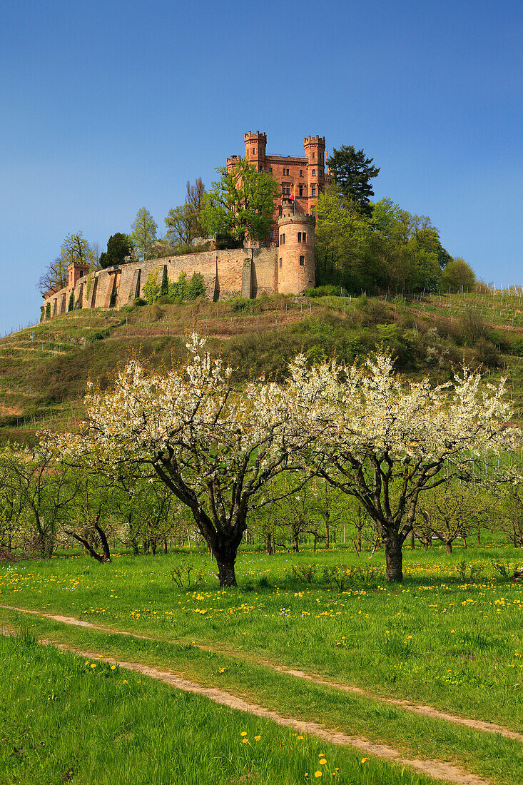 Cherry blossom, Ortenberg castle, near Offenburg, Ortenau region, Black Forest, Baden-Württemberg, Germany