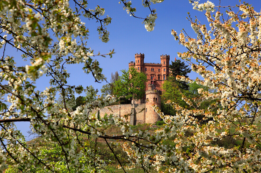 Blühende Kirschbäume, Schloss Ortenberg, bei Offenburg, Ortenau, Mittlerer Schwarzwald, Baden-Württemberg, Deutschland