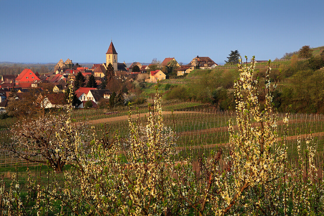 Fruit blossom, Burkheim, Kaiserstuhl, Breisgau, Black Forest, Baden-Württemberg, Germany