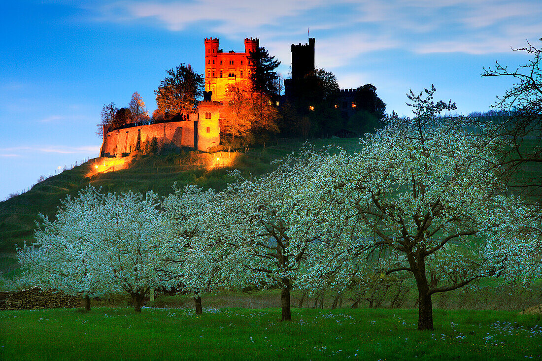 Cherry blossom, Ortenberg castle, near Offenburg, Ortenau region, Black Forest, Baden-Württemberg, Germany