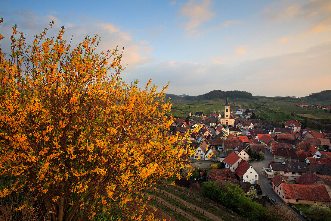 Fruit blossom, Burkheim, Kaiserstuhl, Breisgau, Black Forest, Baden-Württemberg, Germany