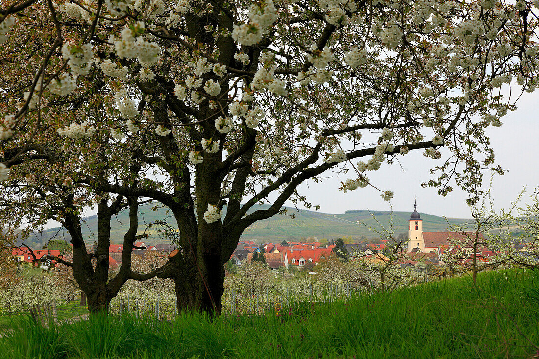View to Jechtingen, Kaiserstuhl, Breisgau, Black Forest, Baden-Württemberg, Germany