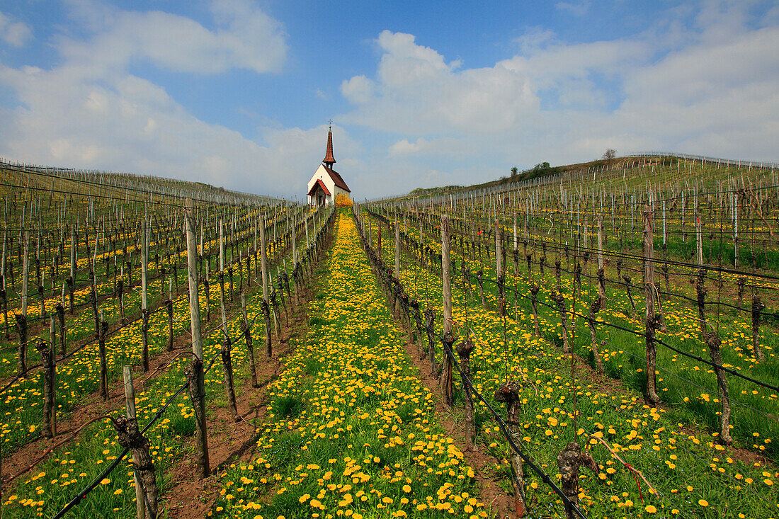 Eichertkapelle in den Weinbergen bei Jechtingen, Kaiserstuhl, Breisgau, Südlicher Schwarzwald, Baden-Württemberg, Deutschland, Endingen, Kaiserstuhl, Breisgau, Südlicher Schwarzwald