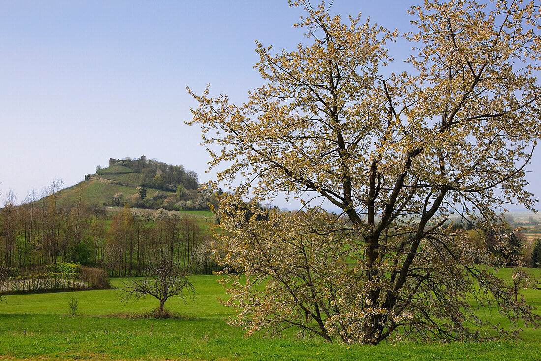 Staufen castle, Staufen im Breisgau, Black Forest, Baden-Württemberg, Germany