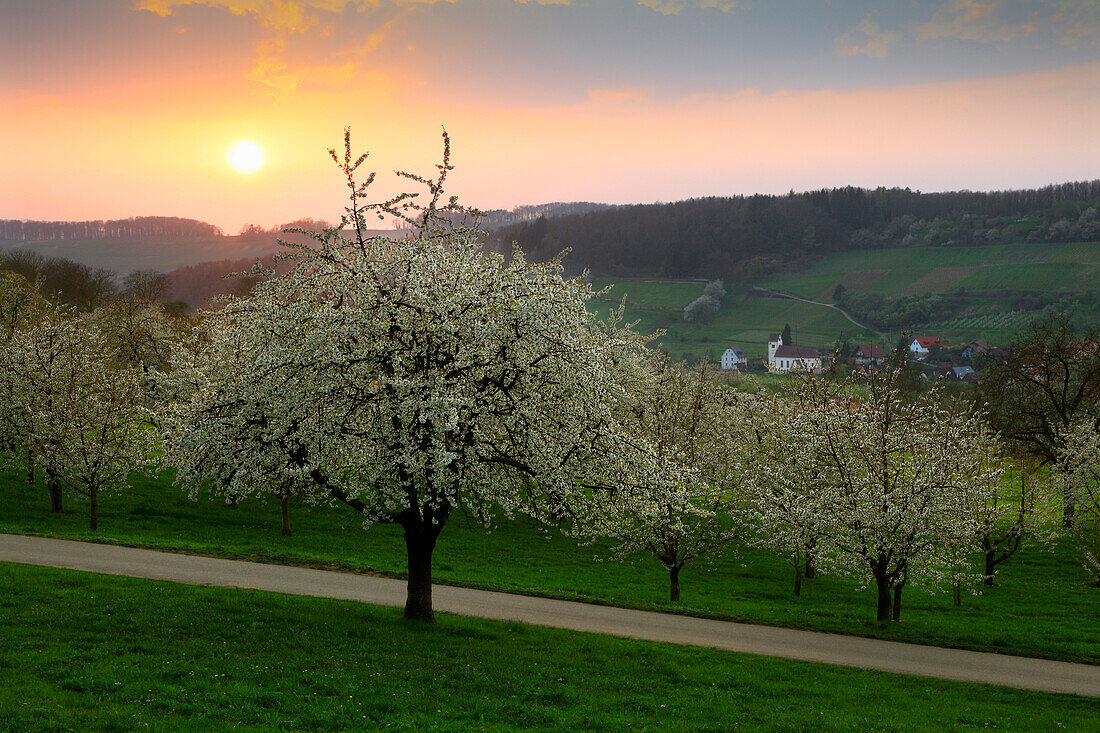 Blühende Kirschbäume, Blick über das Eggener Tal nach Niedereggenen, Markgräfler Land, Südlicher Schwarzwald, Baden-Württemberg, Deutschland