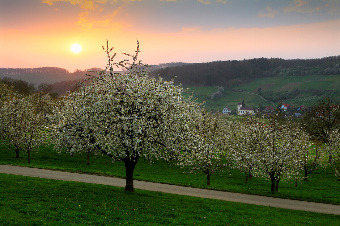 Cherry blossom, view over Eggenen valley to Niedereggenen, Markgräfler Land, Black Forest, Baden-Württemberg, Germany