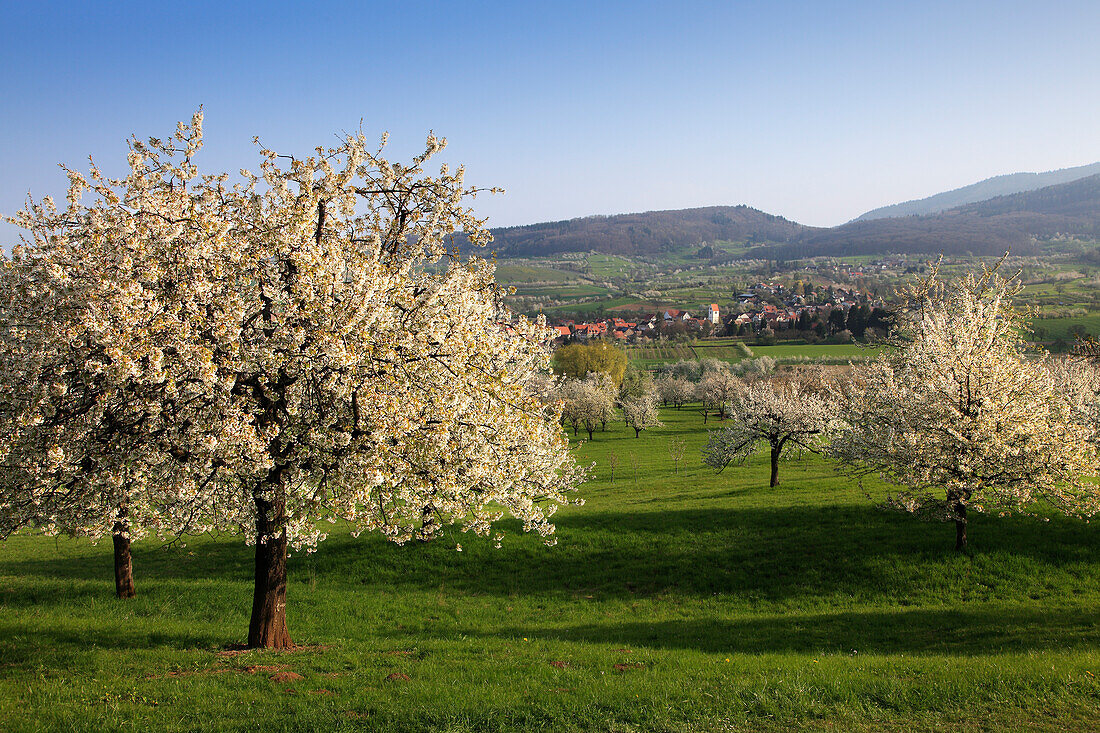 Cherry blossom, view over Eggenen valley to Obereggenen, Markgräfler Land, Black Forest, Baden-Württemberg, Germany
