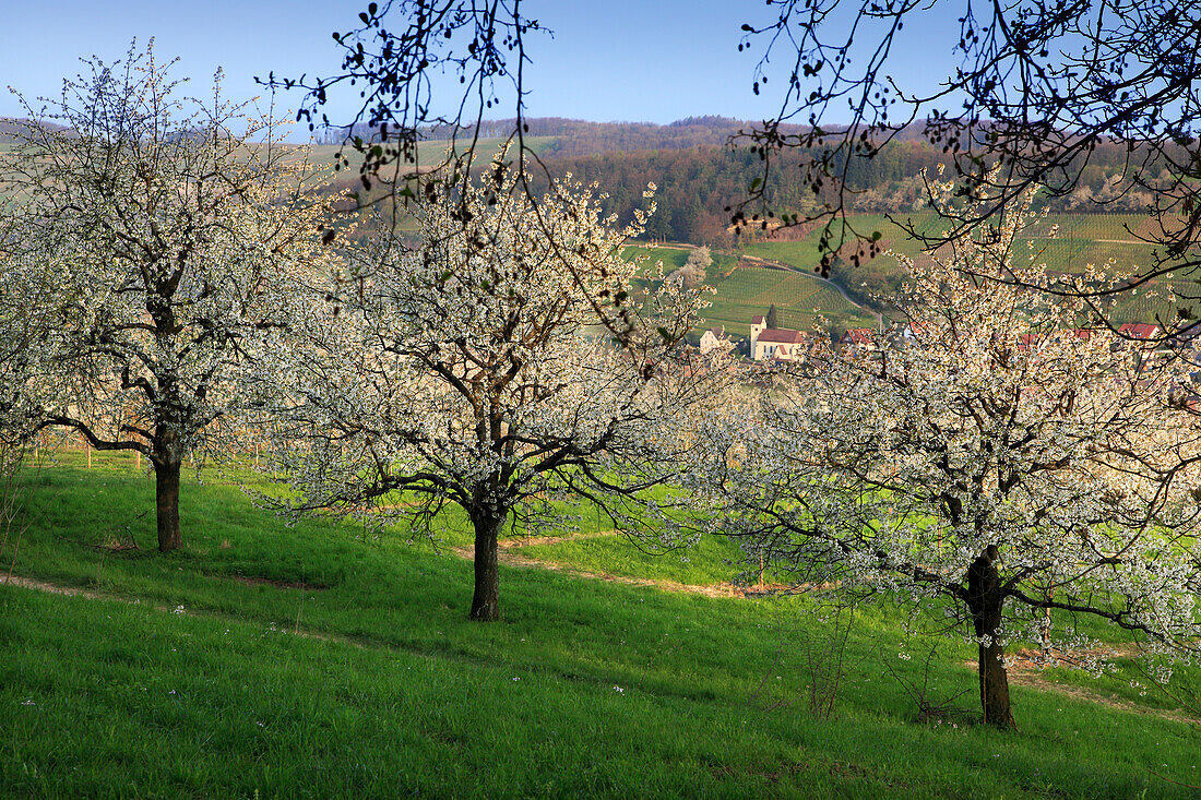 Cherry blossom, view over Eggenen valley to Niedereggenen, Markgräfler Land, Black Forest, Baden-Württemberg, Germany