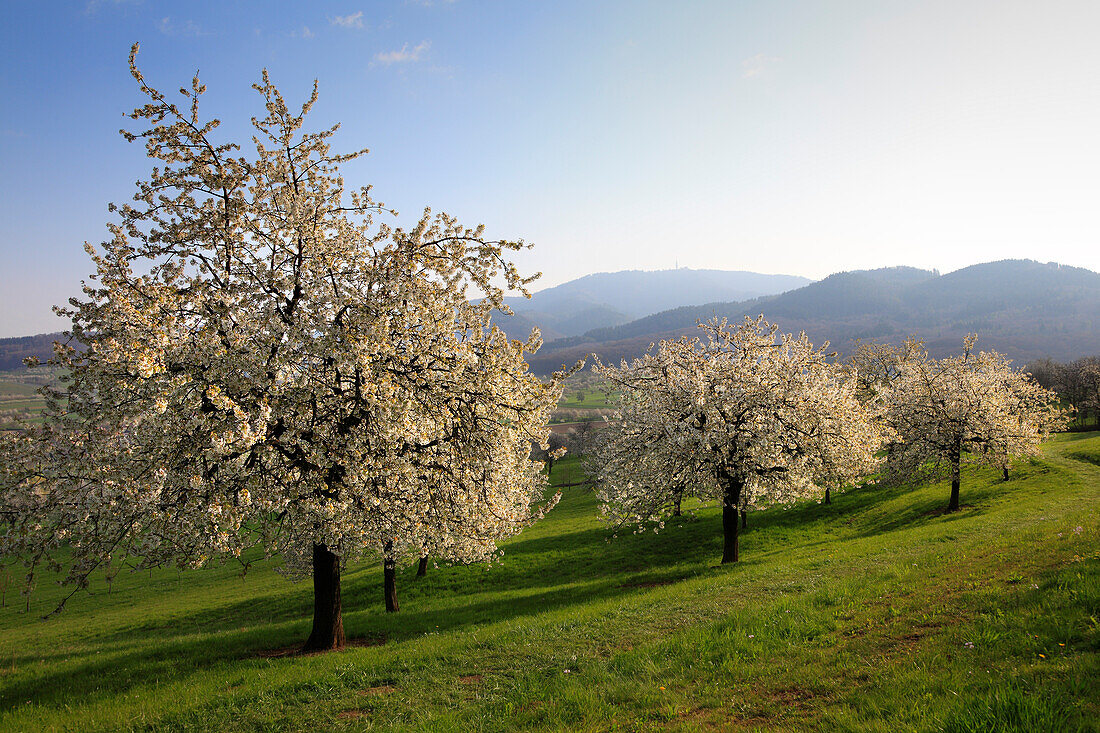 Blühende Kirschbäume im Eggener Tal bei Obereggenen, Markgräfler Land, Südlicher Schwarzwald, Baden-Württemberg, Deutschland