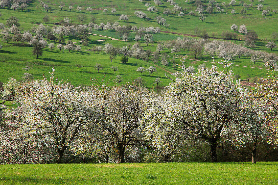 Cherry blossom at Eggenen valley near Obereggenen, Markgräfler Land, Black Forest, Baden-Württemberg, Germany