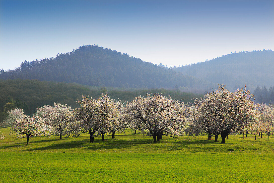 Cherry blossom at Eggenen valley near Obereggenen, Markgräfler Land, Black Forest, Baden-Württemberg, Germany