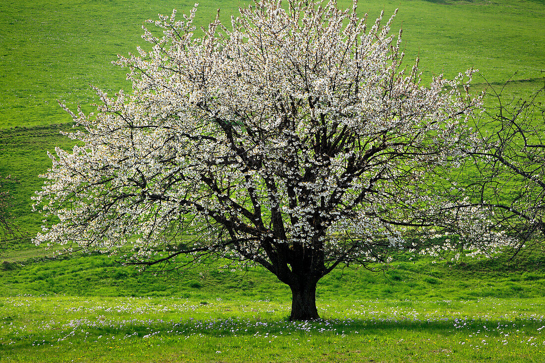 Blühende Kirschbäume im Eggener Tal bei Obereggenen, Markgräfler Land, Südlicher Schwarzwald, Baden-Württemberg, Deutschland