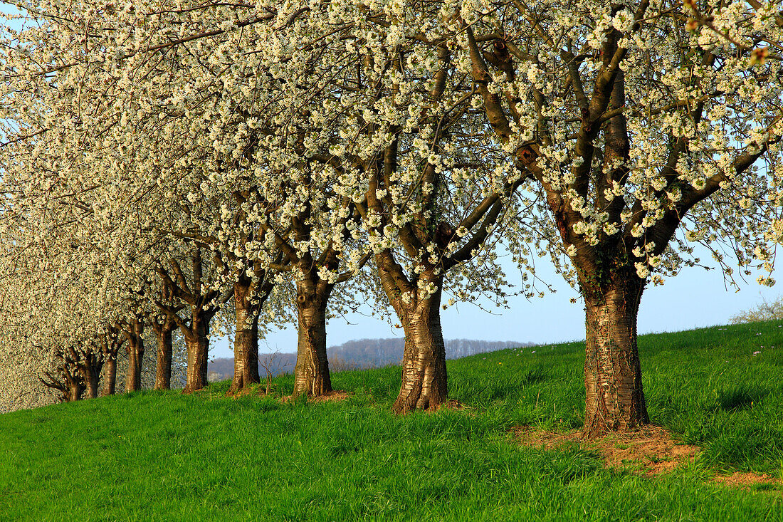 Cherry blossom at Eggenen valley near Obereggenen, Markgräfler Land, Black Forest, Baden-Württemberg, Germany