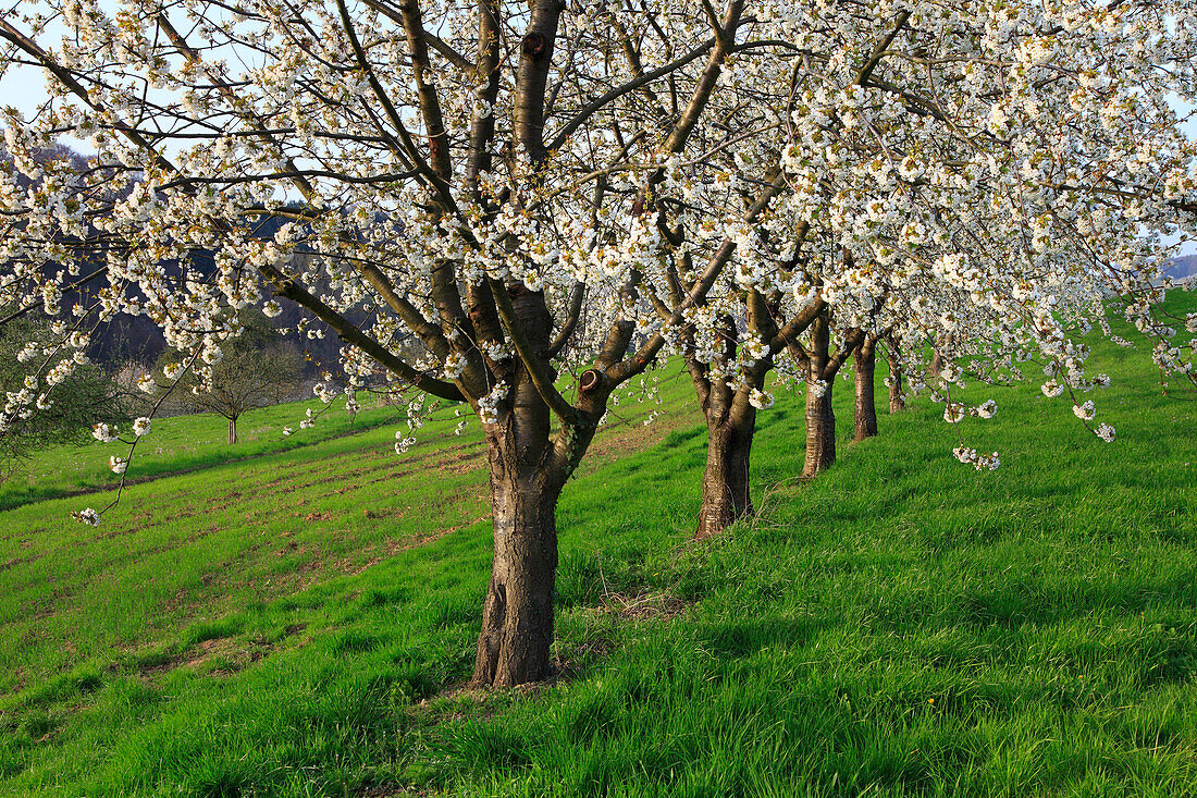 Cherry blossom at Eggenen valley near Obereggenen, Markgräfler Land, Black Forest, Baden-Württemberg, Germany