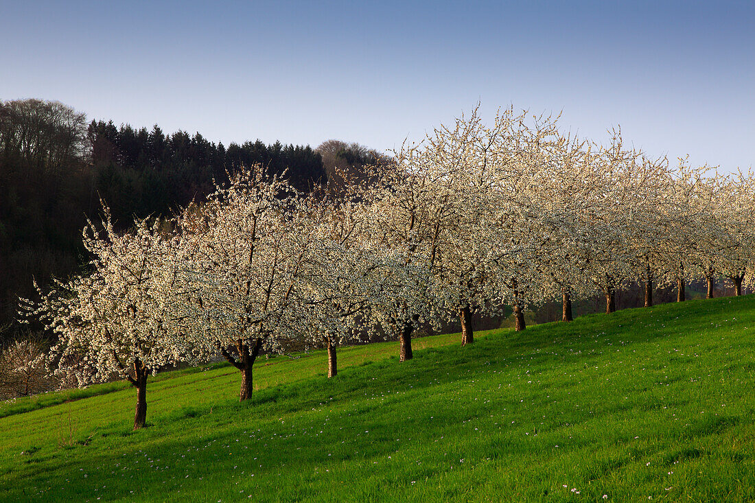 Cherry blossom at Eggenen valley near Obereggenen, Markgräfler Land, Black Forest, Baden-Württemberg, Germany