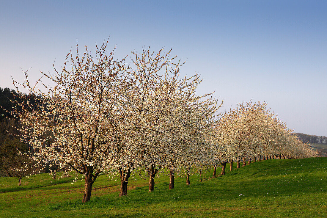 Cherry blossom at Eggenen valley near Obereggenen, Markgräfler Land, Black Forest, Baden-Württemberg, Germany