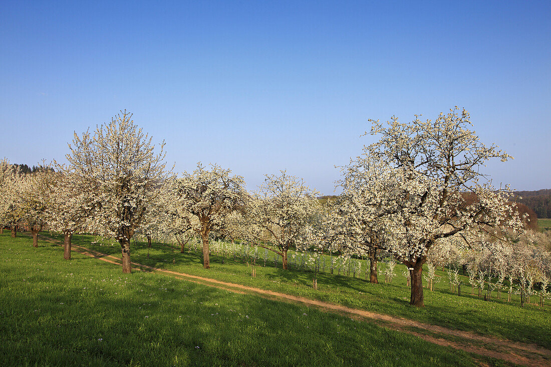 Cherry blossom at Eggenen valley near Obereggenen, Markgräfler Land, Black Forest, Baden-Württemberg, Germany