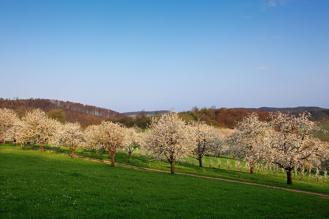 Cherry blossom at Eggenen valley near Obereggenen, Markgräfler Land, Black Forest, Baden-Württemberg, Germany