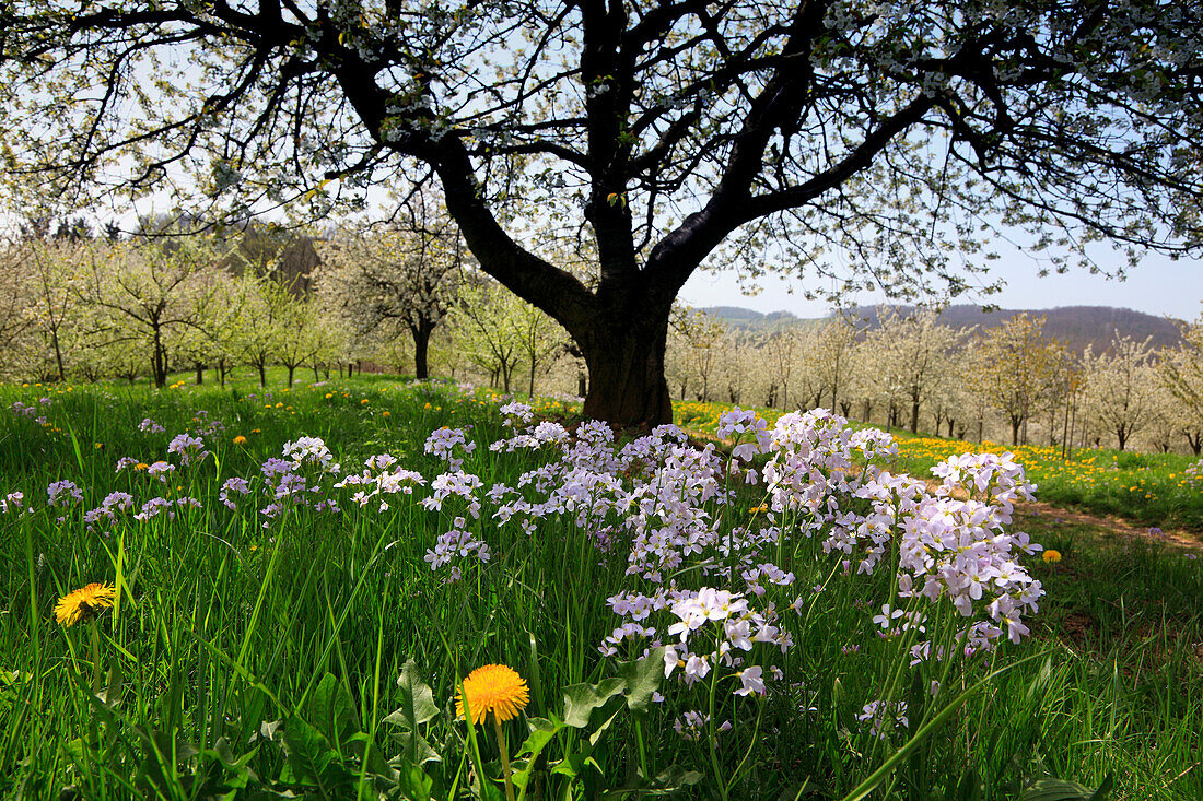 Cherry blossom at Eggenen valley near Obereggenen, Markgräfler Land, Black Forest, Baden-Württemberg, Germany