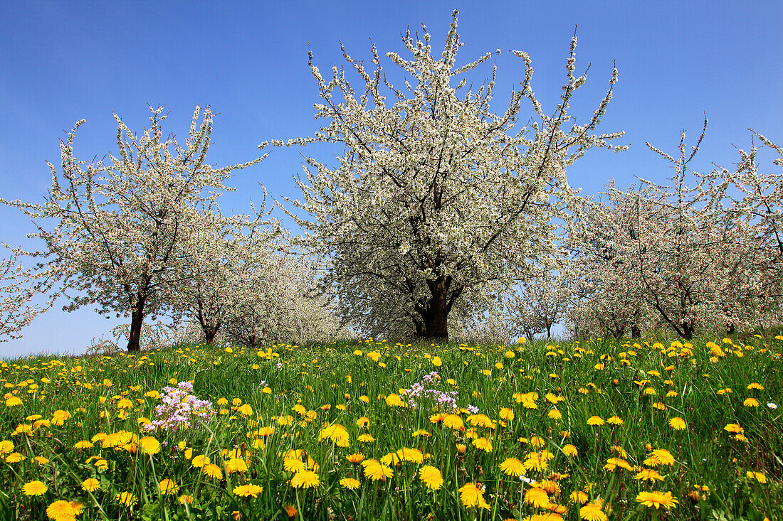 Blühende Kirschbäume im Eggener Tal bei Obereggenen, Markgräfler Land, Südlicher Schwarzwald, Baden-Württemberg, Deutschland