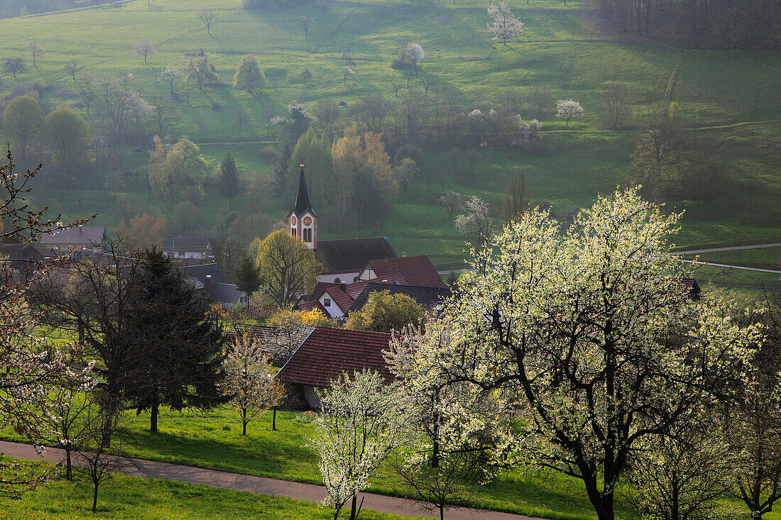 Cherry blossom at Eggenen valley near Feuerbach, Markgräfler Land, Black Forest, Baden-Württemberg, Germany