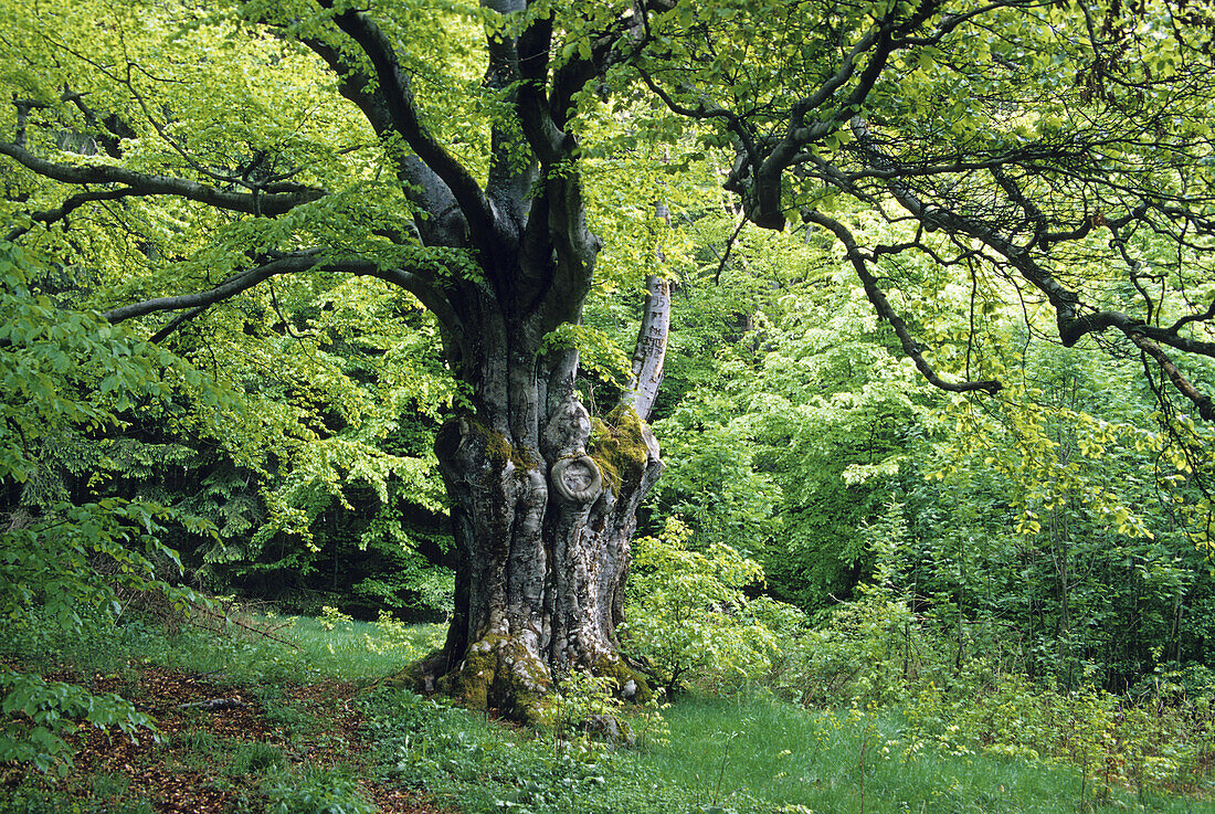 Beech tree near Bischofsheim, Rhön region, Bavaria, Germany