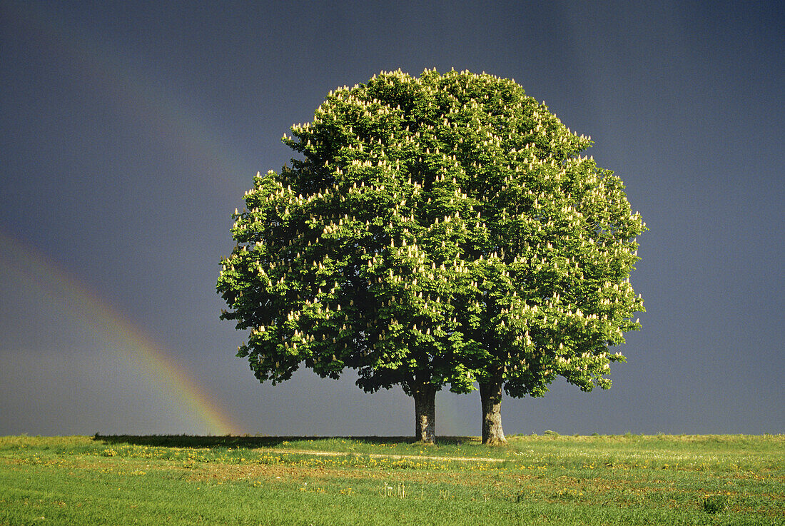 Chestnut in a field near Pfullendorf, rainbow in the background, Baden-Württemberg, Germany