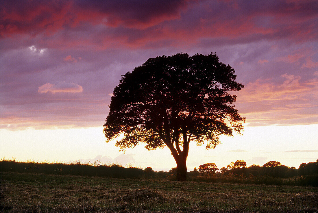 Oak tree at dusk, Yorkshire, Great Britain
