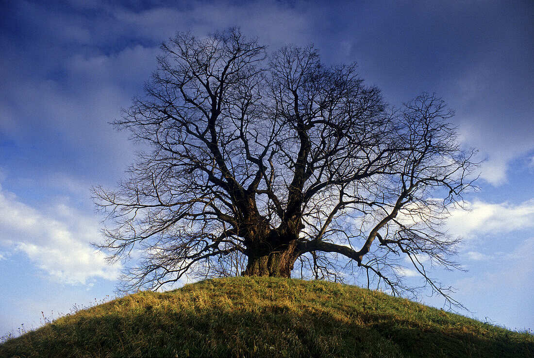 Lime tree upon a tumulus, Evessen, Lower Saxony, Germany