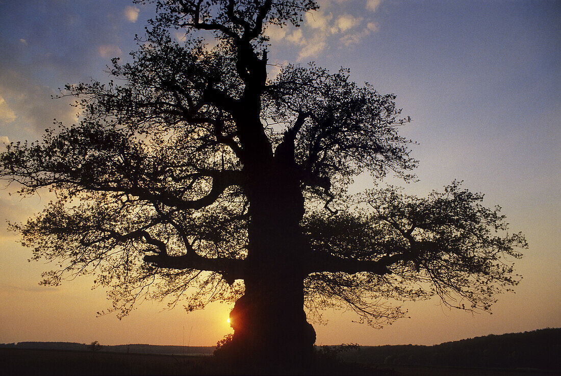 Oak tree near Reinhardswald at sunrise, Hesse, Germany